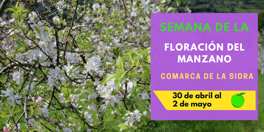 Semana de la floración del manzano en la comarca de la sidra 